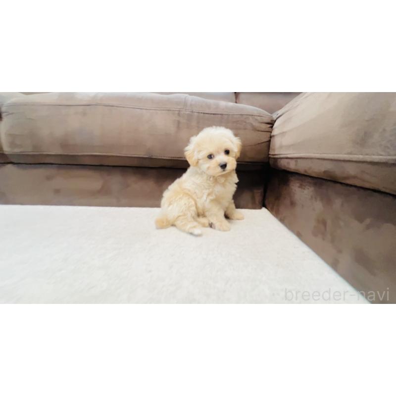 成約済の福岡県のミックス犬-414745の6枚目