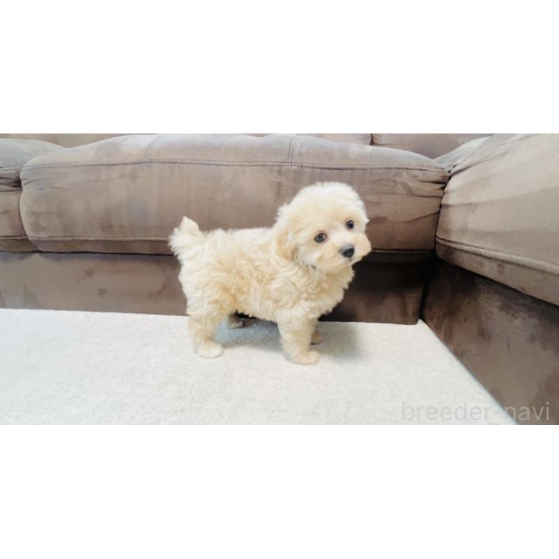 成約済の福岡県のミックス犬-414745の5枚目