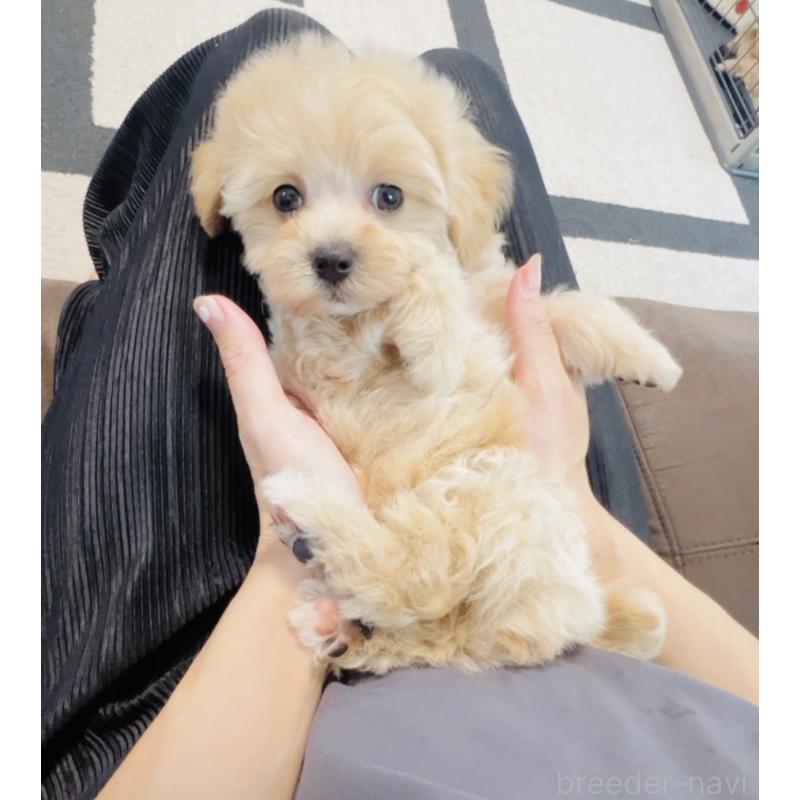 成約済の福岡県のミックス犬-414745の4枚目