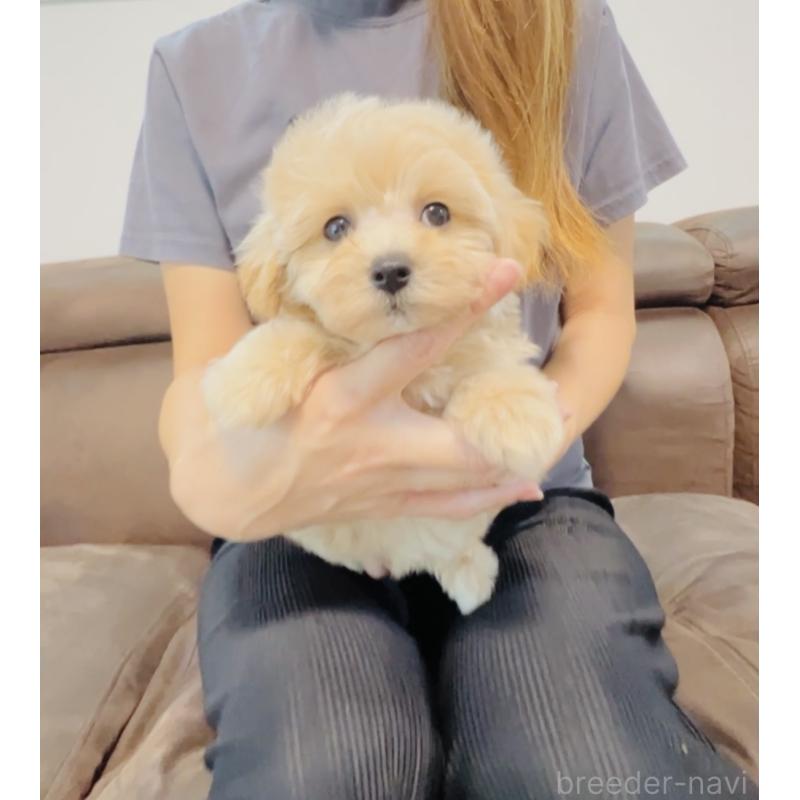 成約済の福岡県のミックス犬-414745の3枚目