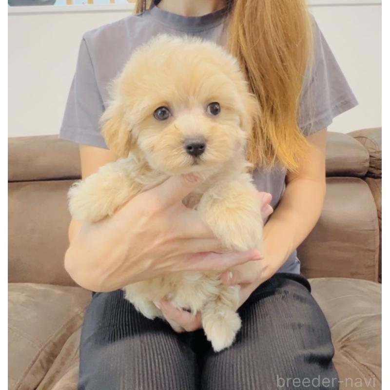 成約済の福岡県のミックス犬-414745の2枚目