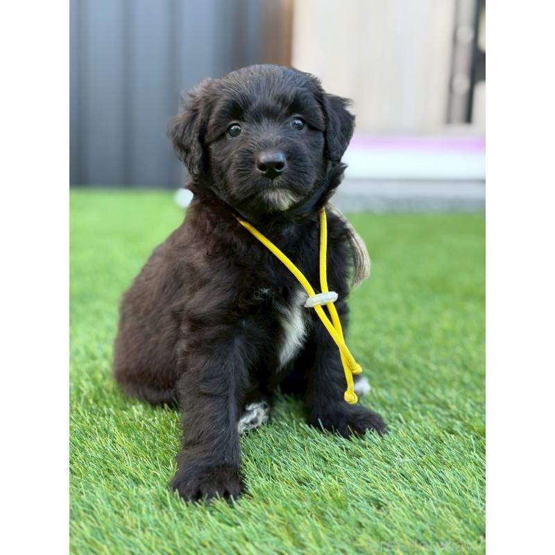 販売中の長野県のミックス犬-410972の3枚目