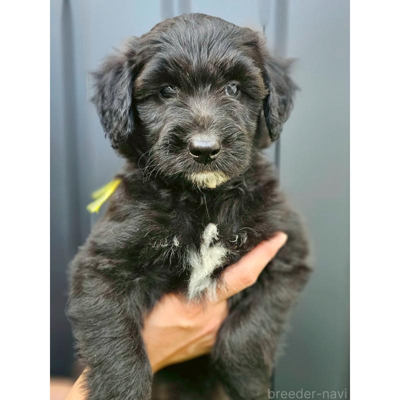 販売中の長野県のミックス犬-410972の1枚目