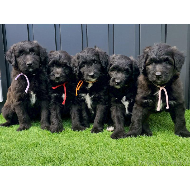 販売中の長野県のミックス犬-410972の2枚目