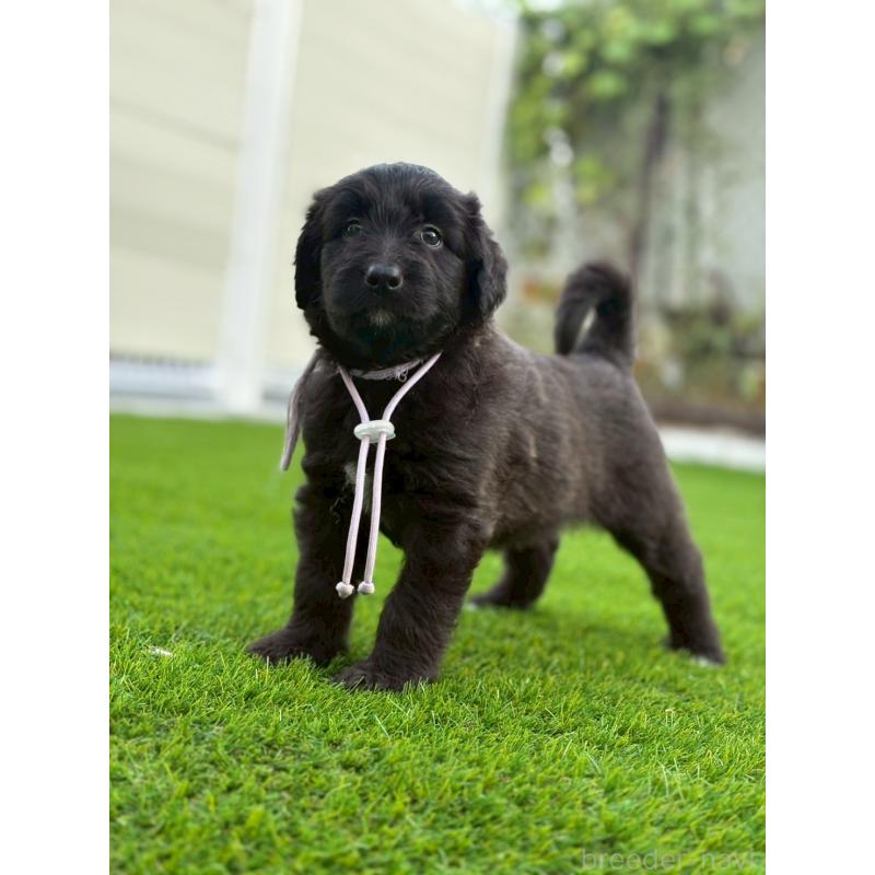販売中の長野県のミックス犬-410973の4枚目