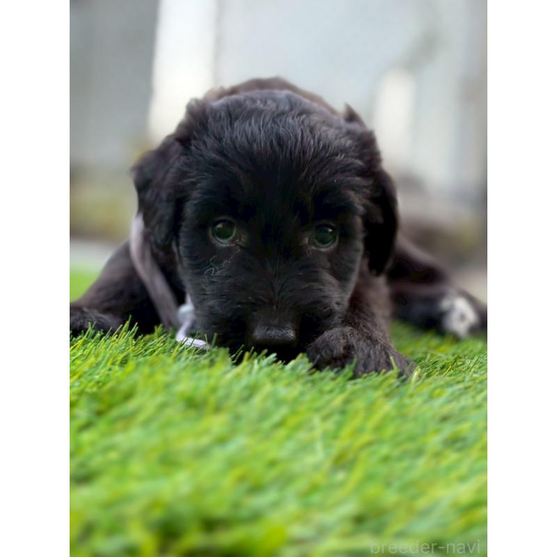 販売中の長野県のミックス犬-410973の3枚目