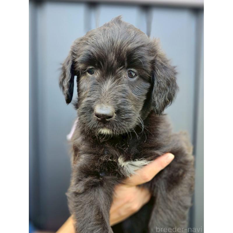 販売中の長野県のミックス犬-410973の1枚目