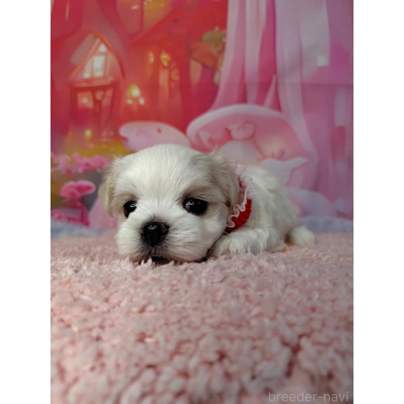 成約済の神奈川県のマルチーズ-415177の6枚目