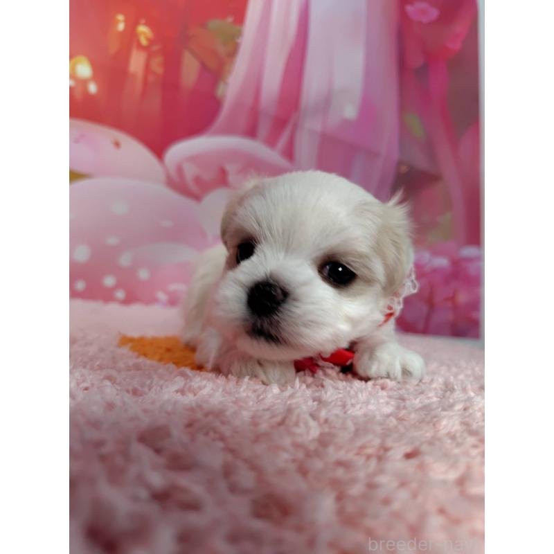 成約済の神奈川県のマルチーズ-415177の5枚目