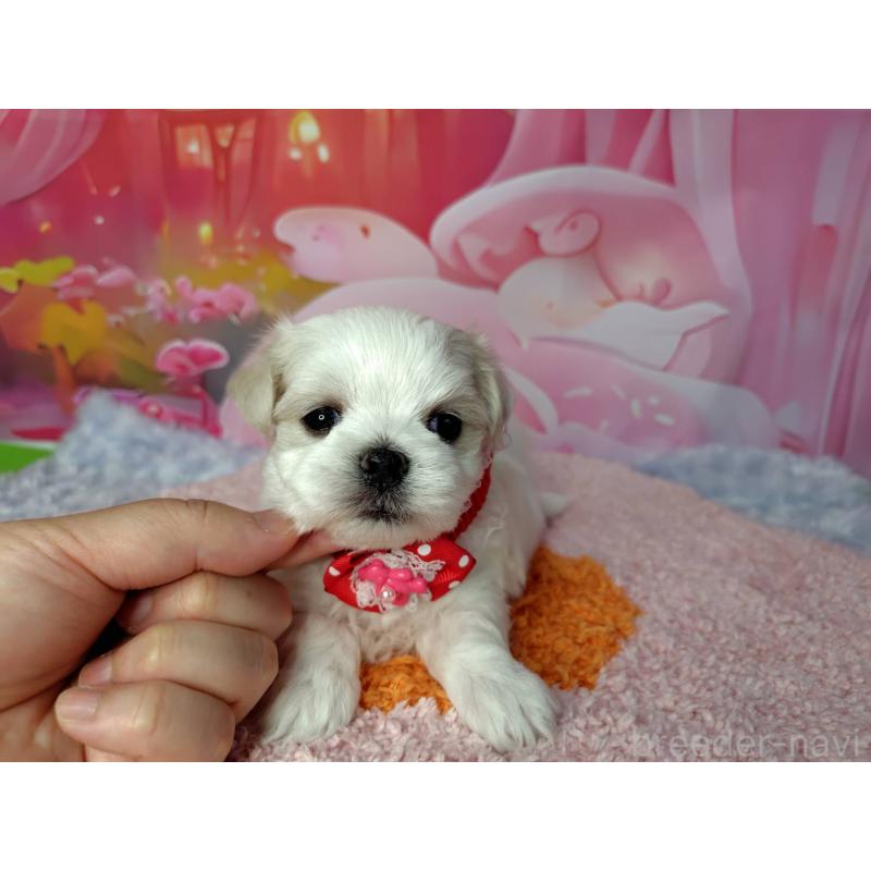 成約済の神奈川県のマルチーズ-415177の4枚目