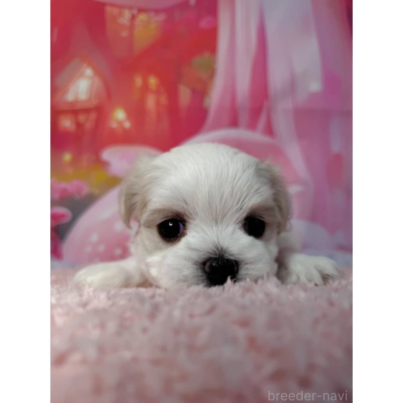 成約済の神奈川県のマルチーズ-415177の3枚目