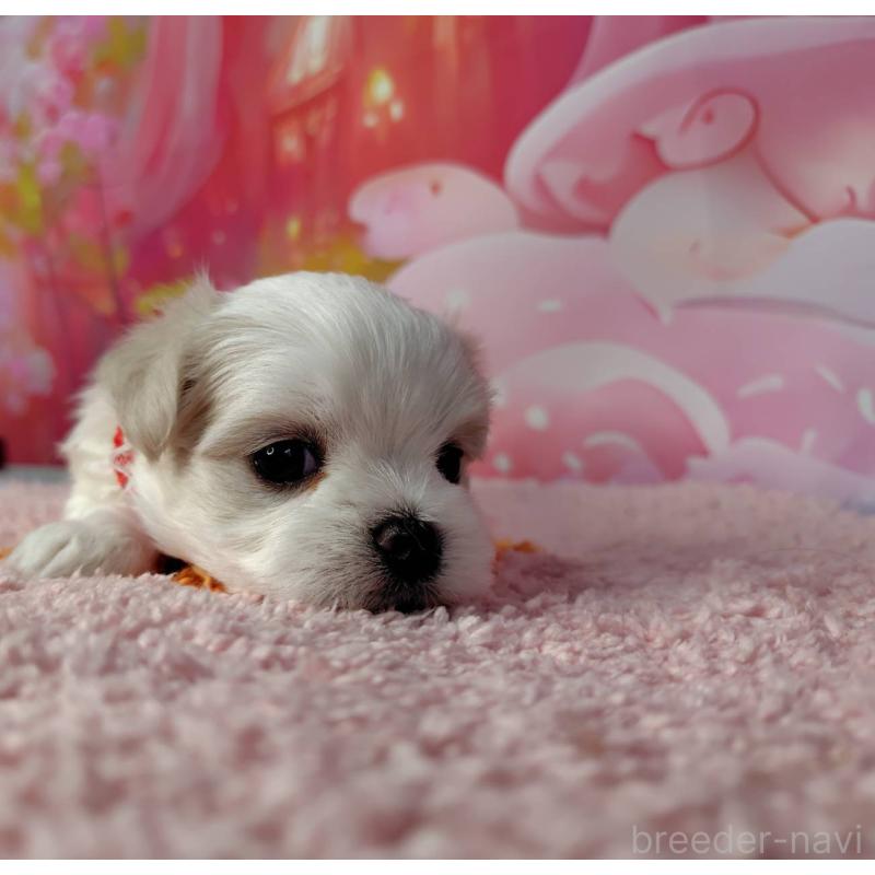 成約済の神奈川県のマルチーズ-415177の2枚目