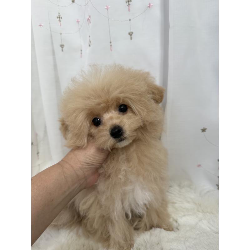 成約済の大阪府のタイニープードル-405628の7枚目