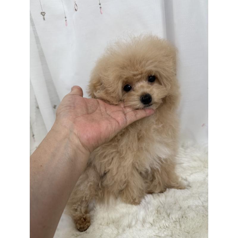成約済の大阪府のタイニープードル-405628の6枚目
