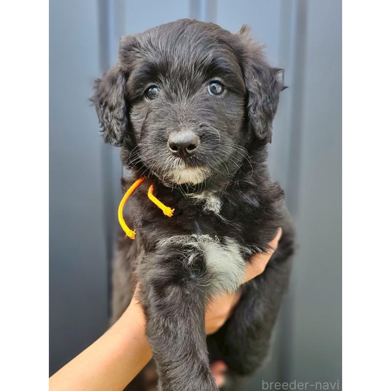 販売中の長野県のミックス犬-410974