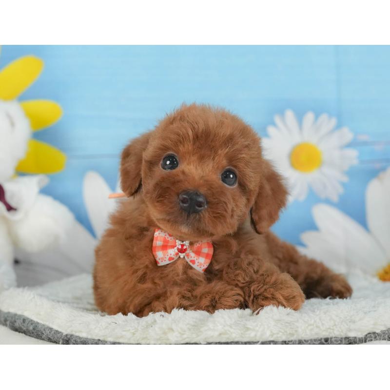 成約済の静岡県のトイプードル-406140の4枚目