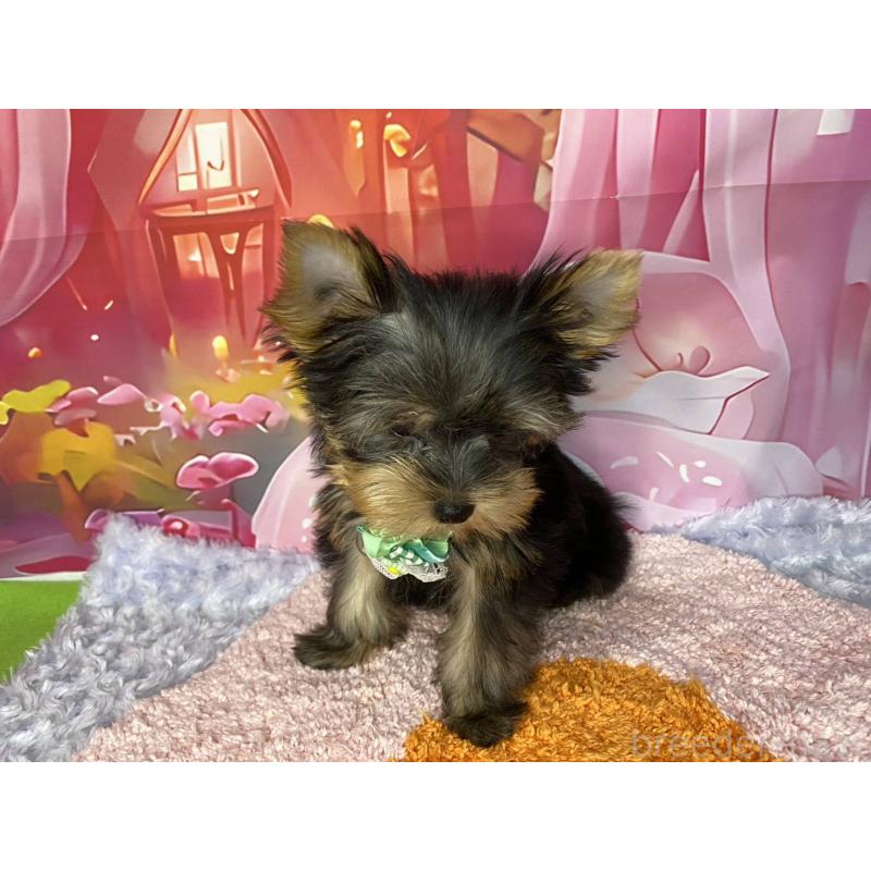 販売中の神奈川県のヨークシャーテリア-404003の4枚目