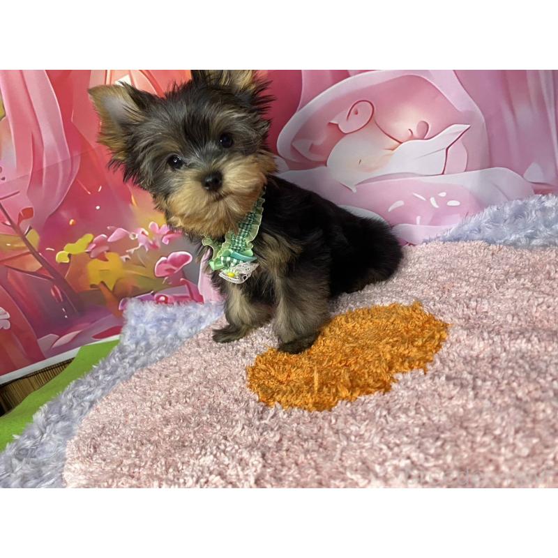 販売中の神奈川県のヨークシャーテリア-404003の3枚目