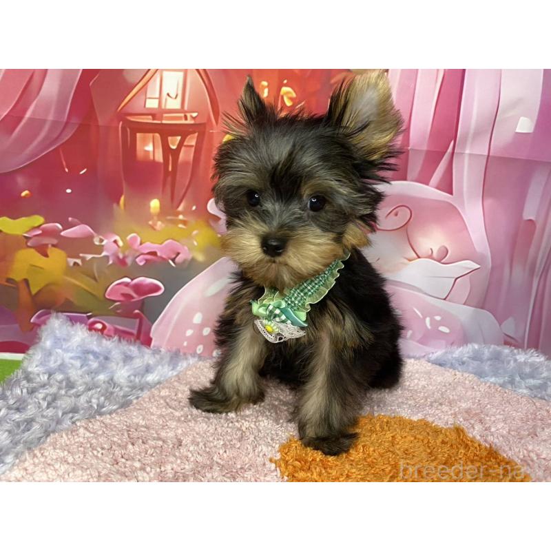 販売中の神奈川県のヨークシャーテリア-404003の2枚目