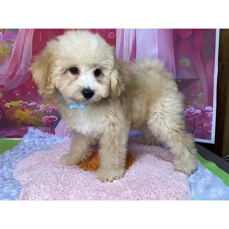 販売中の神奈川県のマルプー:マルチーズ×トイプードル-404066の5枚目