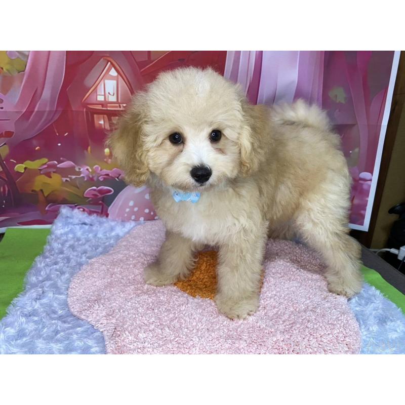 販売中の神奈川県のマルプー:マルチーズ×トイプードル-404066の4枚目