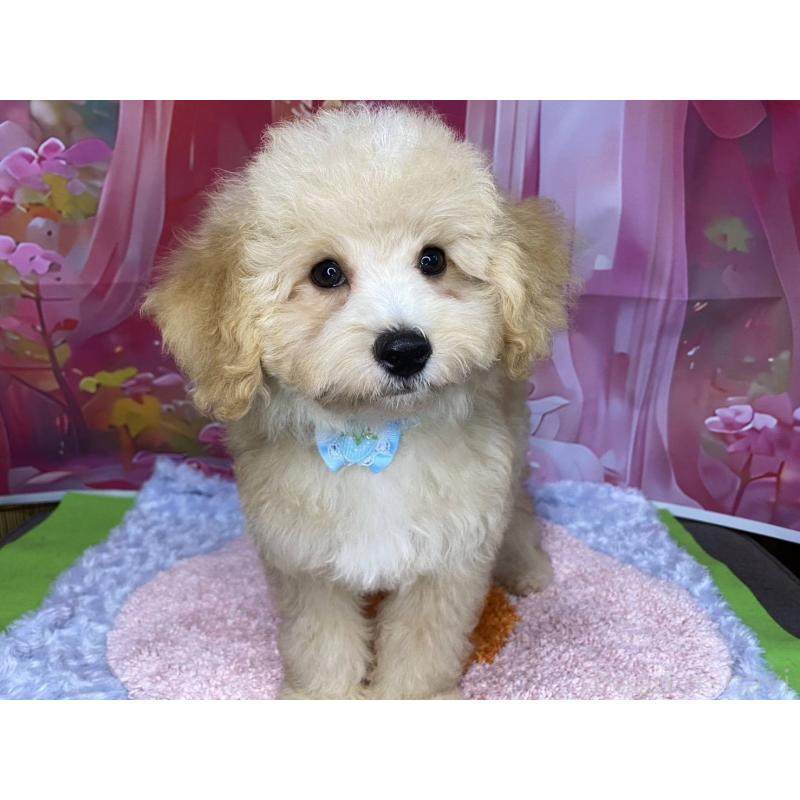 販売中の神奈川県のマルプー:マルチーズ×トイプードル-404066の3枚目