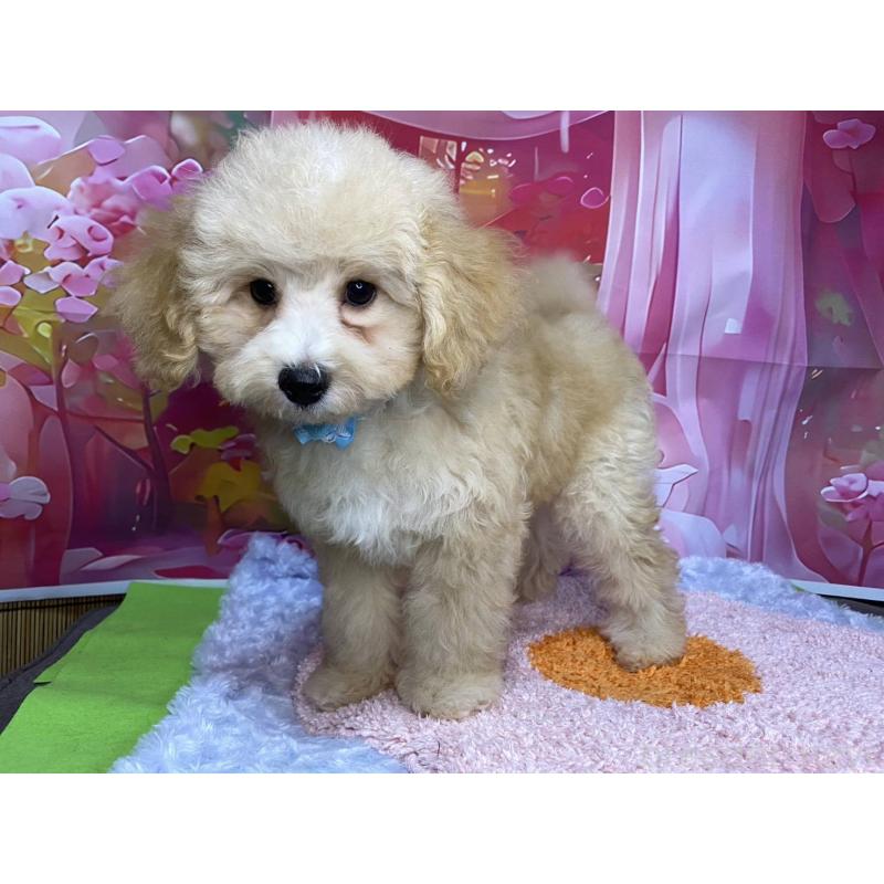 販売中の神奈川県のマルプー:マルチーズ×トイプードル-404066の2枚目