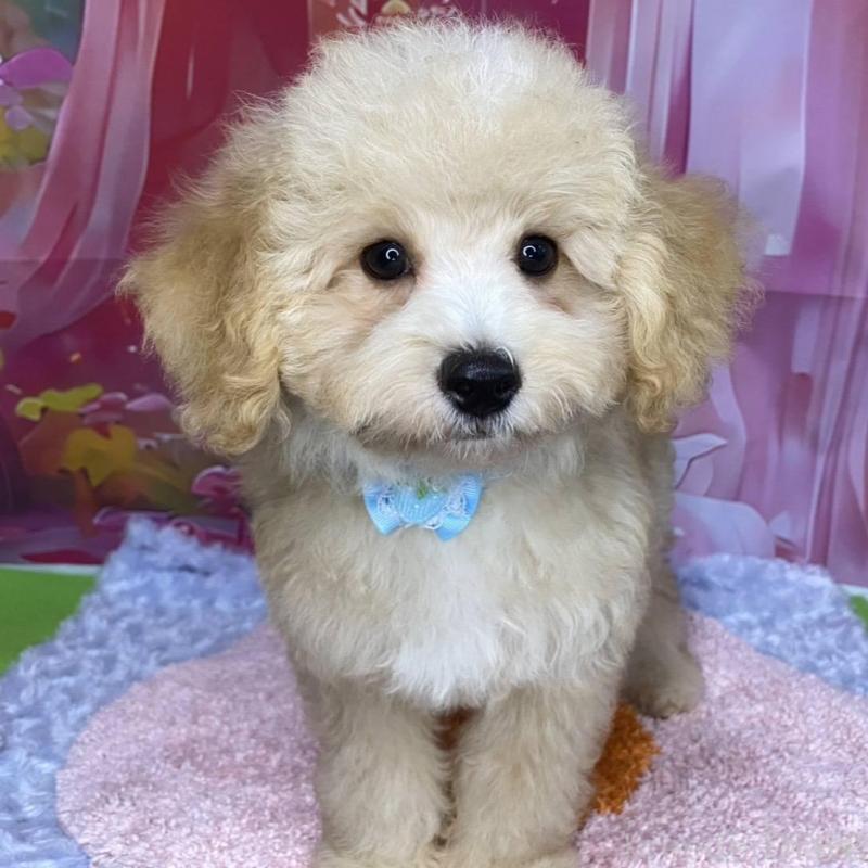 販売中の神奈川県のマルプー:マルチーズ×トイプードル-404066