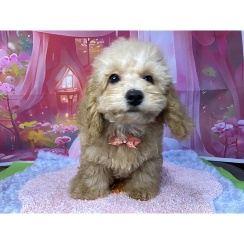 販売中の神奈川県のマルプー:マルチーズ×トイプードル-404070の6枚目