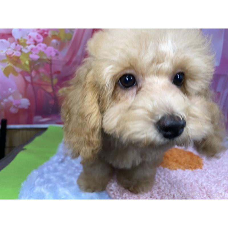 販売中の神奈川県のマルプー:マルチーズ×トイプードル-404070の5枚目