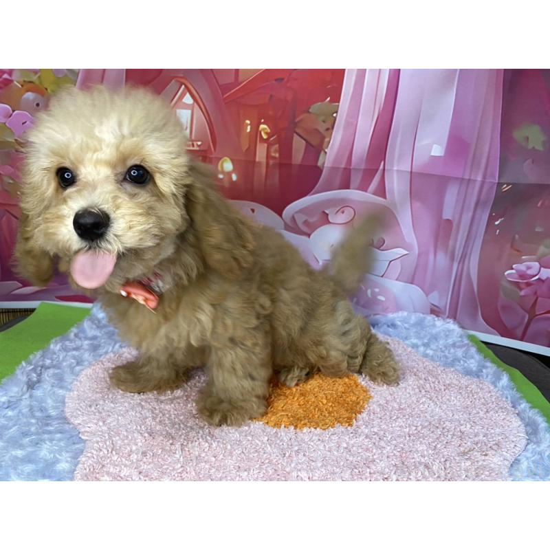 販売中の神奈川県のマルプー:マルチーズ×トイプードル-404070の4枚目