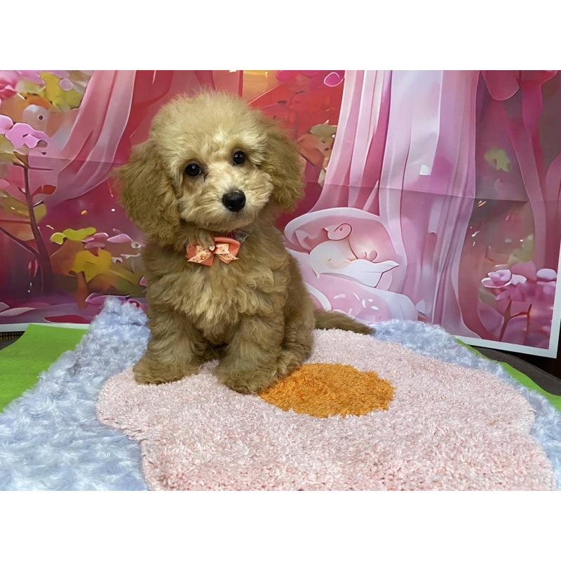 販売中の神奈川県のマルプー:マルチーズ×トイプードル-404070の3枚目