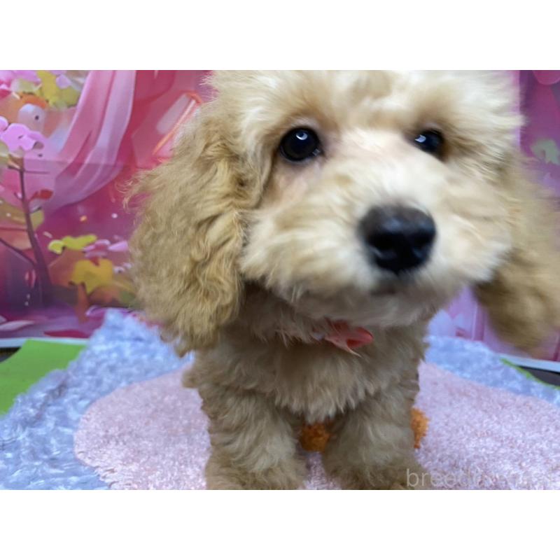 販売中の神奈川県のマルプー:マルチーズ×トイプードル-404070の2枚目