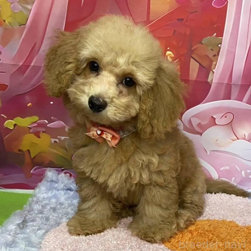 販売中の神奈川県のマルプー:マルチーズ×トイプードル-404070