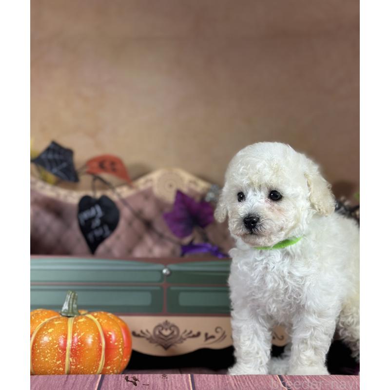 成約済の京都府のトイプードル-413396の30枚目