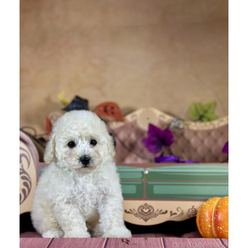 成約済の京都府のトイプードル-413396の29枚目