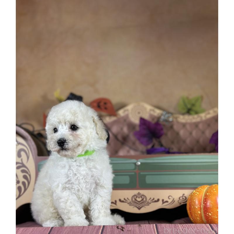 成約済の京都府のトイプードル-413396の28枚目