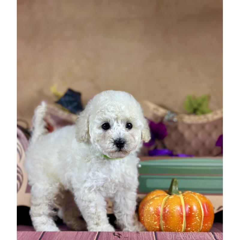 成約済の京都府のトイプードル-413396の27枚目