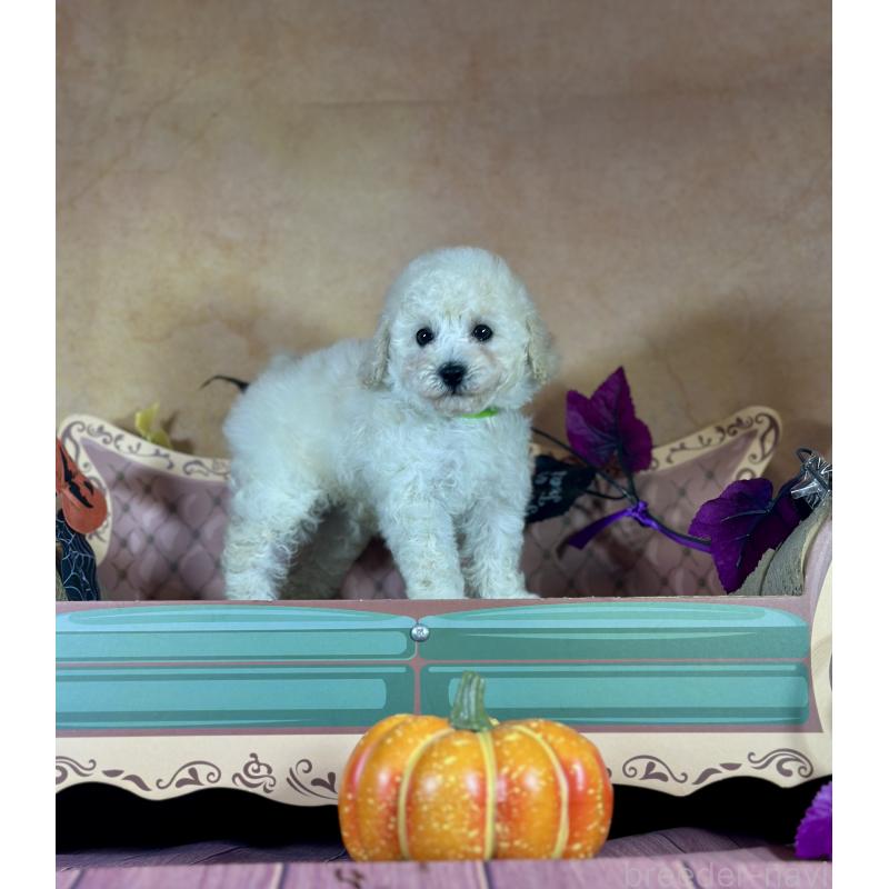 成約済の京都府のトイプードル-413396の26枚目