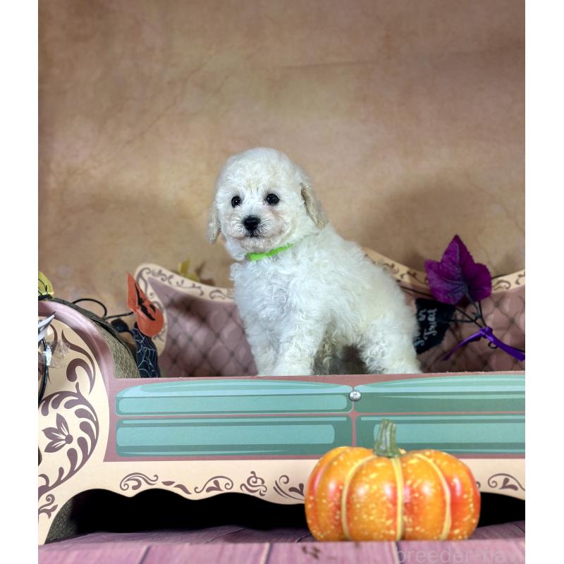 成約済の京都府のトイプードル-413396の25枚目