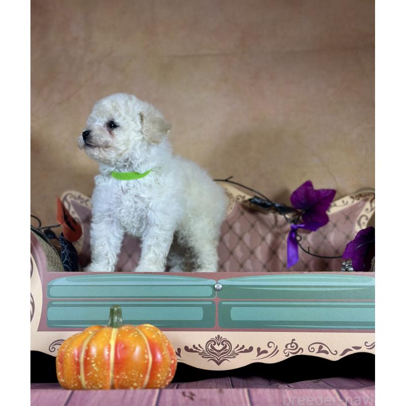 成約済の京都府のトイプードル-413396の24枚目