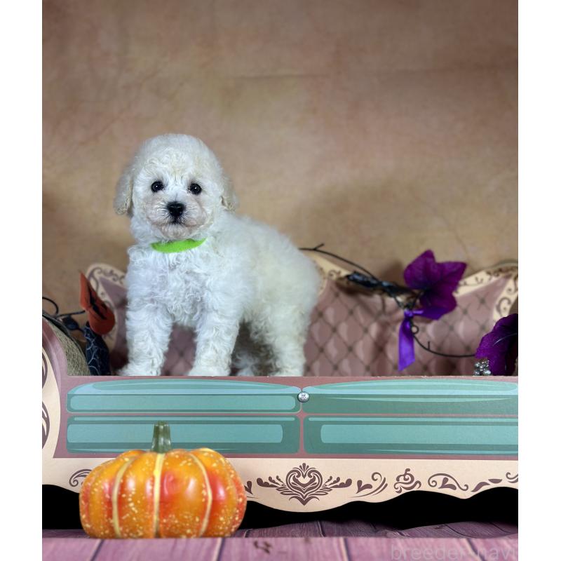 成約済の京都府のトイプードル-413396の23枚目