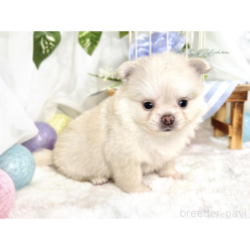 販売中の滋賀県のポメチワ:ポメラニアン×チワワ-417567の6枚目