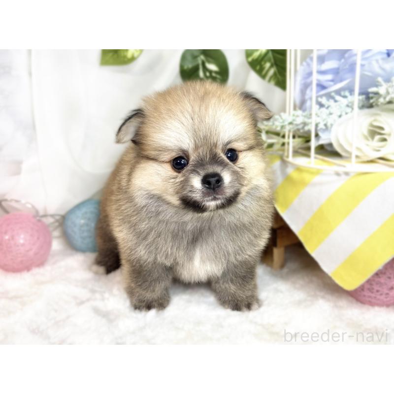 成約済の滋賀県のポメチワ:ポメラニアン×チワワ-417569の7枚目