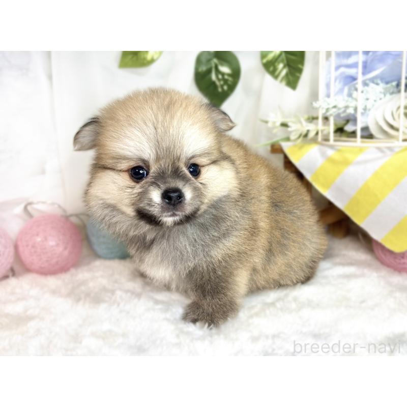 成約済の滋賀県のポメチワ:ポメラニアン×チワワ-417569の6枚目