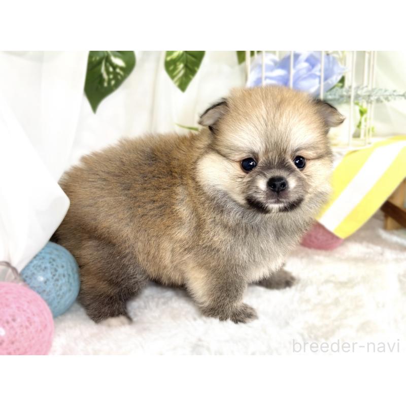 成約済の滋賀県のポメチワ:ポメラニアン×チワワ-417569の5枚目