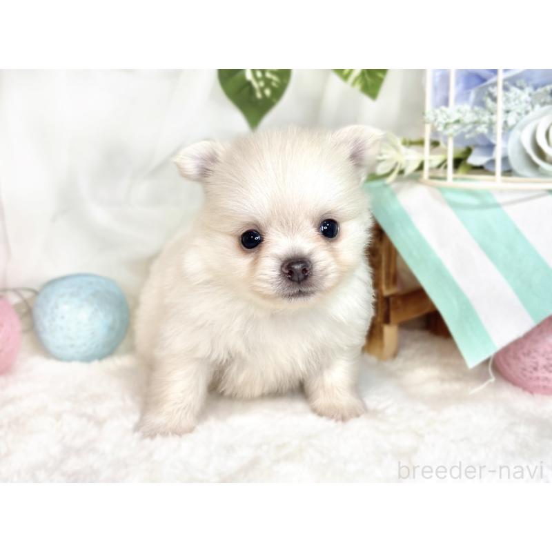 成約済の滋賀県のポメチワ:ポメラニアン×チワワ-417570の7枚目