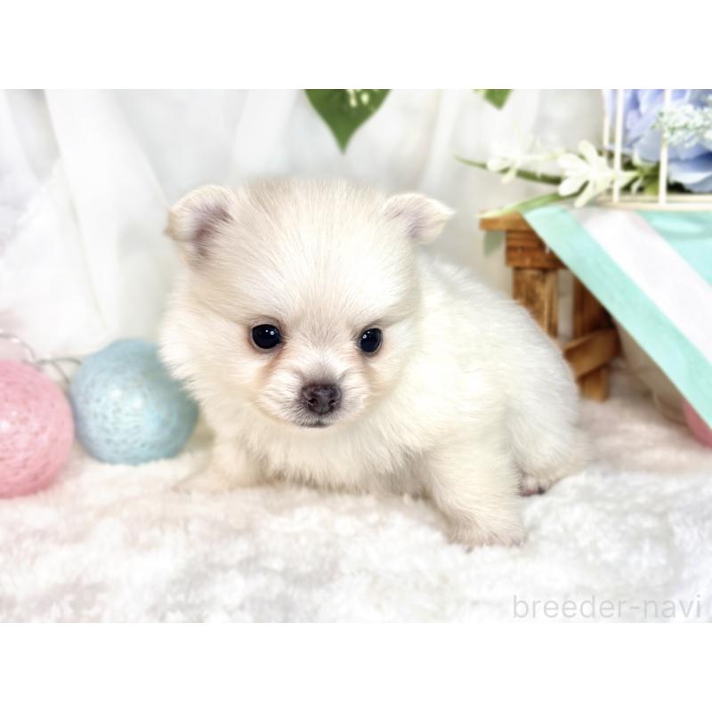成約済の滋賀県のポメチワ:ポメラニアン×チワワ-417570の6枚目