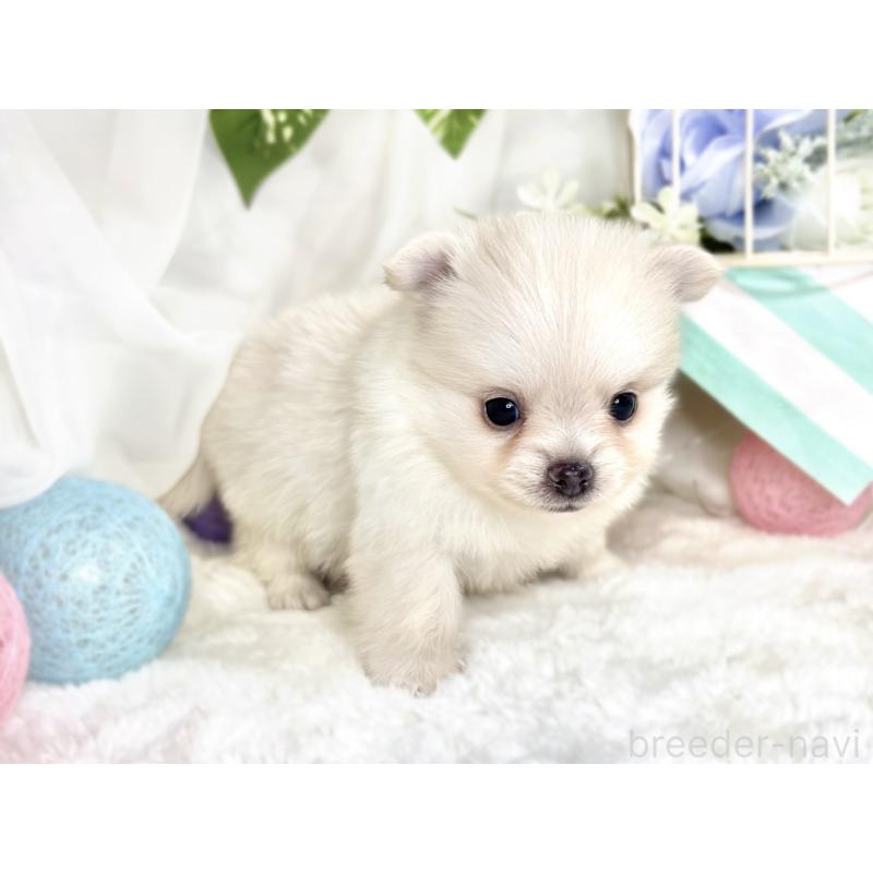 成約済の滋賀県のポメチワ:ポメラニアン×チワワ-417570の5枚目