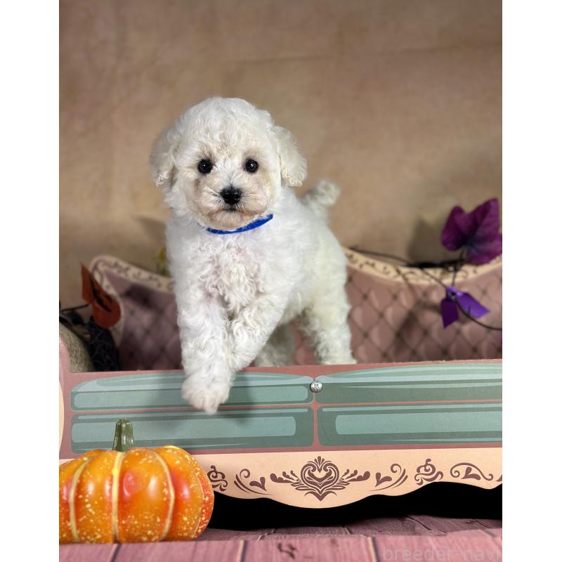 成約済の京都府のトイプードル-413395の16枚目